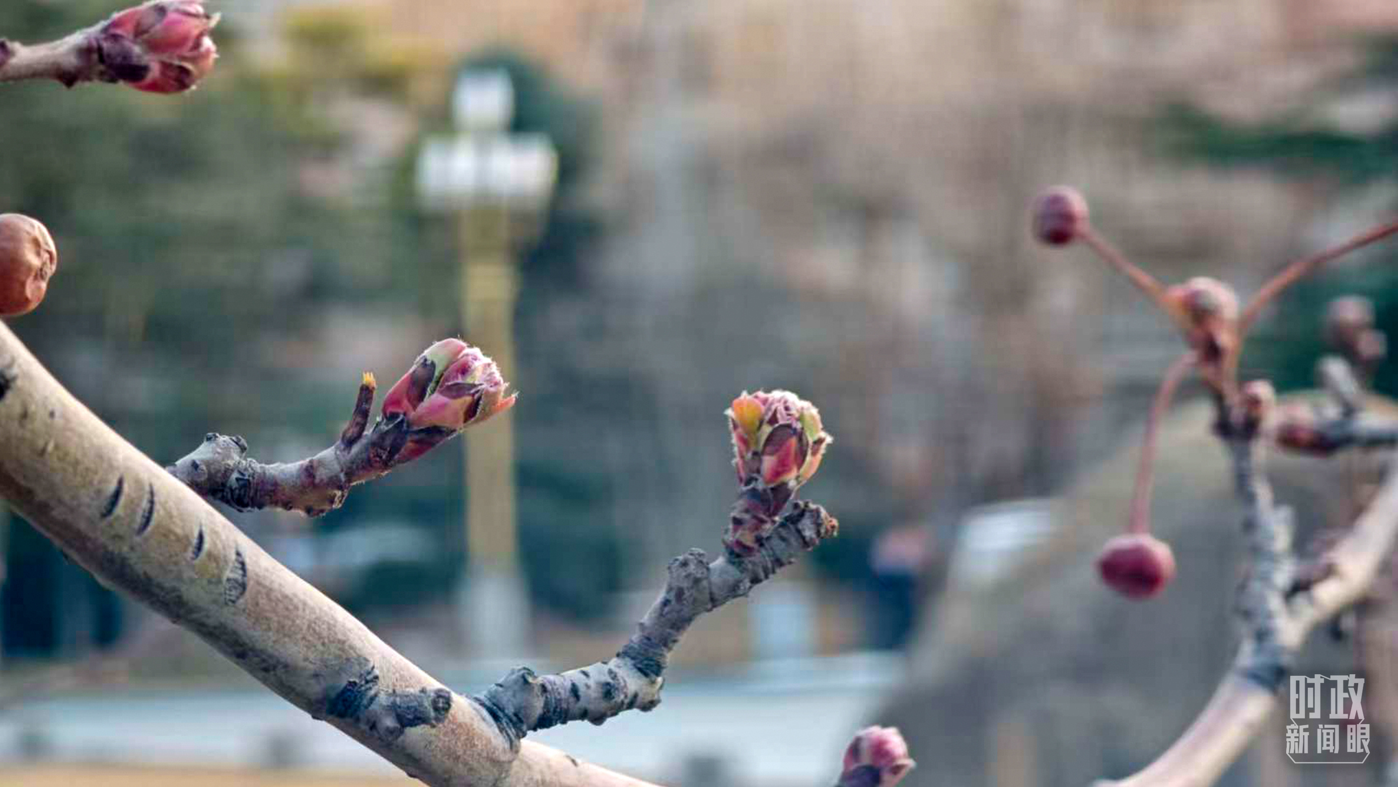 星歐注冊：時政新聞眼丨聚焦建設健康中國，習近平在政協聯組會上強調了這些重點